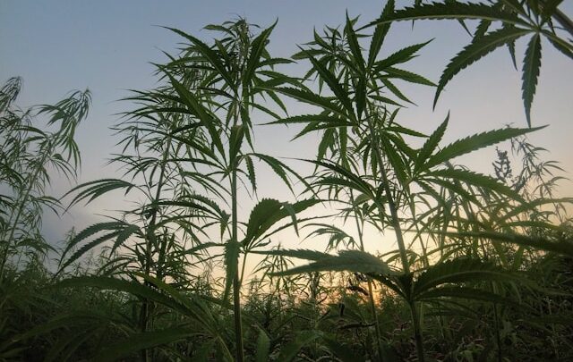 cbd topskud